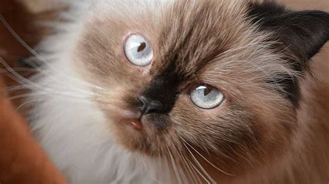 In europe they are referred to as colourpoint persians. Himalayan cat - Price, Personality, Lifespan