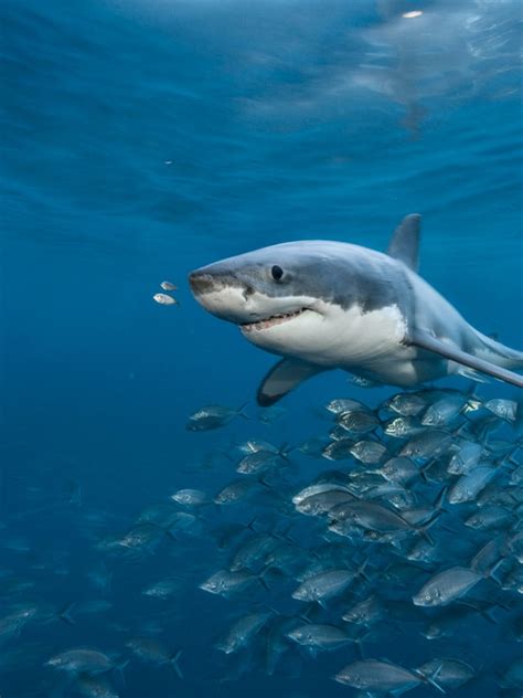 Cute Great White Shark