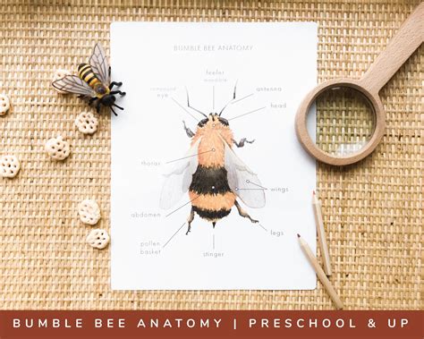 Bumblebee Anatomy Printable Educational Learning Nature Etsy Hong Kong