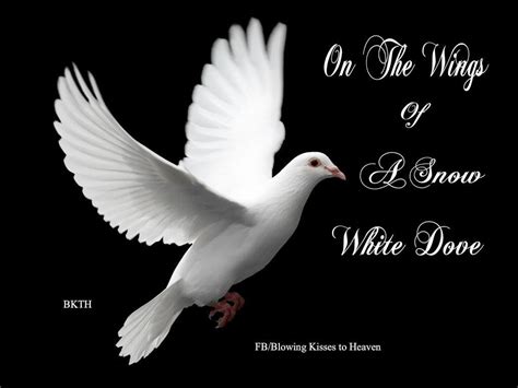 Doves From Heaven Dove Pictures Dove Flying White Doves