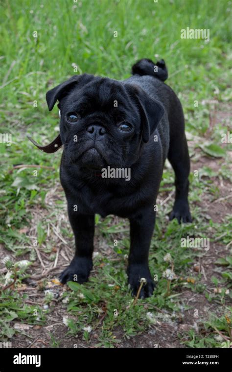 Chinese Pug Hi Res Stock Photography And Images Alamy