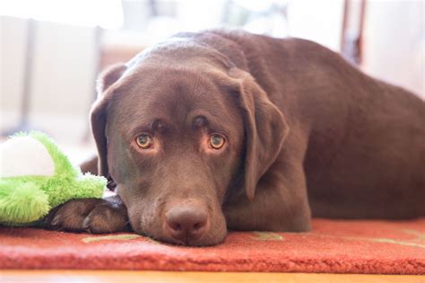 15 pictures of cuddling puppies to get you through finals. Interesting Facts About Chocolate Lab You Probably Didn't Know - DogAppy