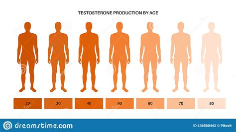 Testosterone Level Chart Stock Vector Illustration Of Medical 236560442
