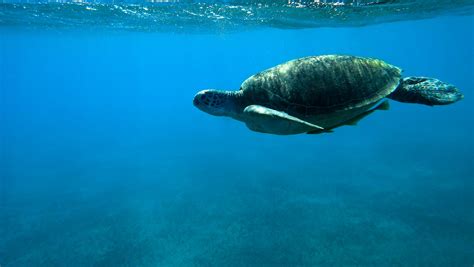 Turtle Underwater Photo Artur Rydzewski