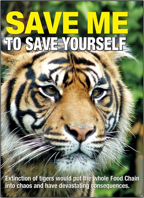 Save Tigerposter Flickr Photo Sharing