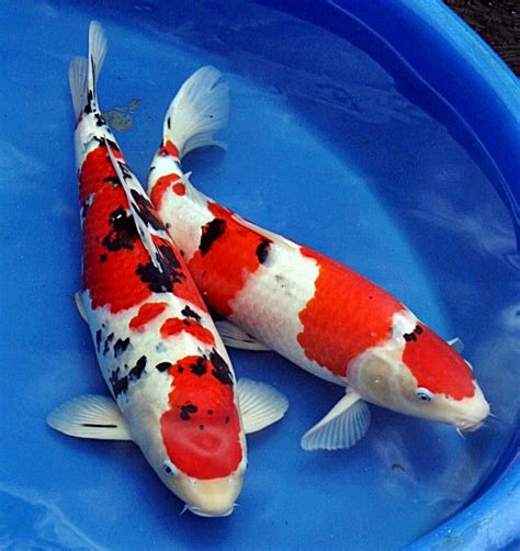 Filter aquarium filter kolam koi kolam ikan filter air jaring bekas nelayan media filter kolam aquarium. Karakter Ikan Koi Sanke ~ Dunia Air
