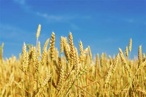 How to go about grinding wheat. World wheat production problems come to the fore | 2018-11 ...