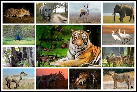 Wildlife Of India Protected Areas For Wildlife Study Wrap
