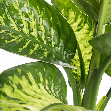 Hoje é dia de aprender a fazer uma kokedama, que é essa planta que voa super diferente para decorar a casa. Dieffenbachia Tropical 2 piante - Lezio.it Shop Online ...