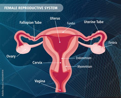 human female reproductive system vector illustration anatomy stock vector adobe stock