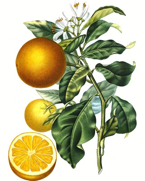 Vintage Orange Botanical Printables Wall Art Etsy Ireland