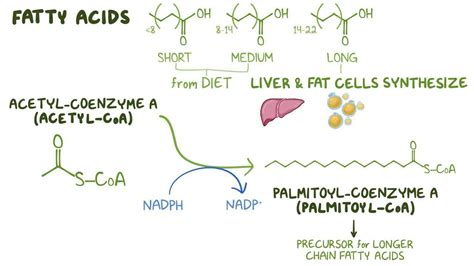 Fatty Acid Synthesis