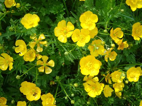 Free Images Buttercups Flower Flowering Plant Yellow Common