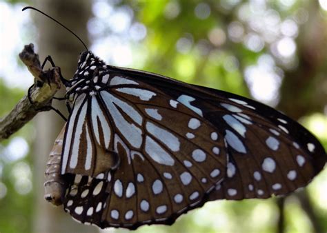 List of butterflies of the western ghats. Butterflies of Kerala