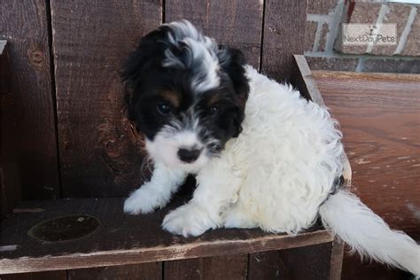 At pride's puppies, we offer adorable havapoo, havanese, shih poo and toy poodle puppies that are sure to delight your entire family. Rocky: Cavapoo puppy for sale near Kalamazoo, Michigan. | da630242-8681
