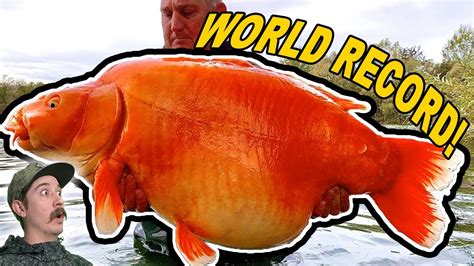 This Monster Gold Fish Weighs 67lbs Worlds Biggest Goldfish Youtube