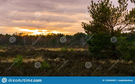 Beautiful Heather Landscape With A Tree And View On The Forest At