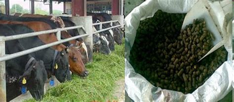 Makanan lembu tenusu 909 merupakan makanan pelengkap yang seimbang untuk ternakan lembu tenusu. bukan doktor veterinar: Panduan Penternakan Lembu Tenusu