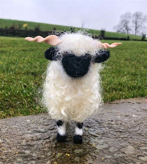 The Cutest Sheep In The World Valais Blacknose Cute Sheep Valais