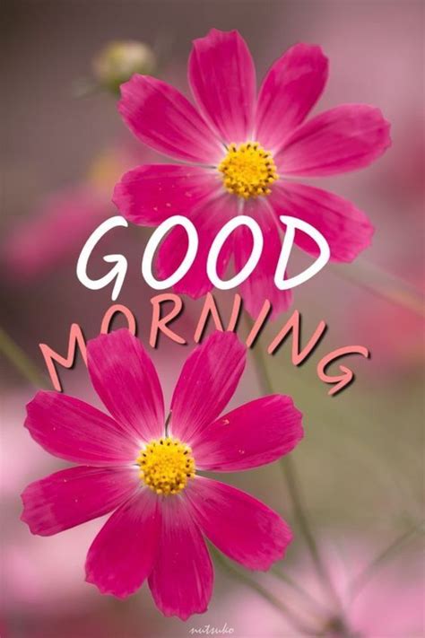 Good morning images hd for whatsapp and facebook free download : 60+ Most Beautiful Good Morning images with Flowers | Good ...