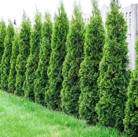 10 Best Privacy Trees For Your Backyard Tall Trees For Privacy In