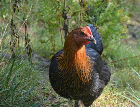 Free Images Bird Prairie Animal Wildlife Farming Beak Livestock