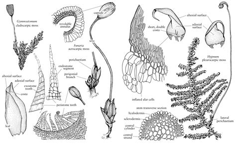 Morphology Of Mosses Phylum Bryophyta