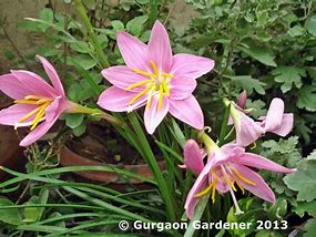 Image result for pictures of rain lilies