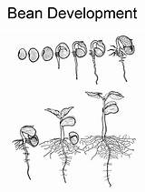 Cycle Plant Coloring Worksheet Bean Lima Pages Sunflower Kindergarten Printable Worksheets Roots Worksheeto Via Comments sketch template