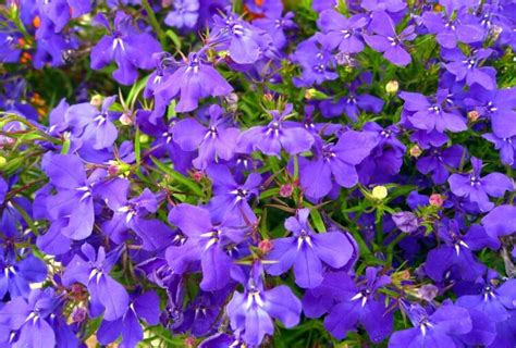 Fleurs Bleues Vivaces Lesquelles Privilégier Au Printemps Et En été