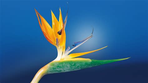 Find the best and most beautiful flower wallpapers and images! Bird Of Paradise, HD Flowers, 4k Wallpapers, Images ...