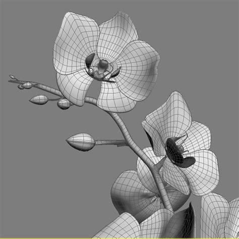 Realistic Orchid Flower Red Rose 3d Model 3d 캐릭터 3d 아트 3d 애니메이션