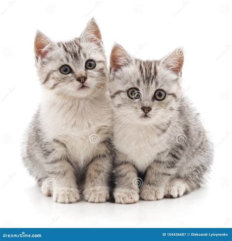 Two Gray Striped Cats Stock Image Image Of Background 104436687