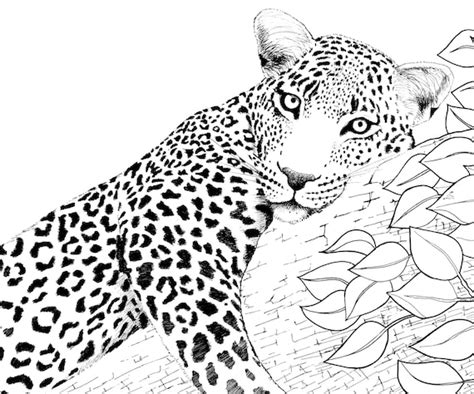 Leopard Colouring In Card Etsy