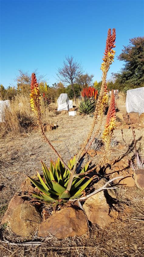 Aloe Hybrid In Flower Johans Hybrids Vaal Retreat Aug 2018 Plants