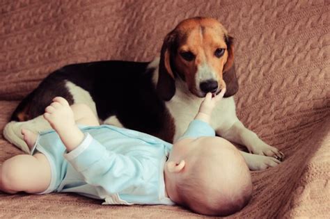犬と赤ちゃんが一緒に暮らすために知っておきたい病気と健康 わんちゃんホンポ