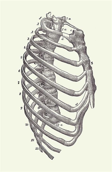 Rib Cage Diagram Vintage Anatomy Print 2 Drawing By Vintage Anatomy