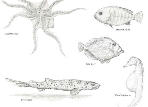 Kate Nelms Illustrator Sea Creatures At Bristol Aquarium
