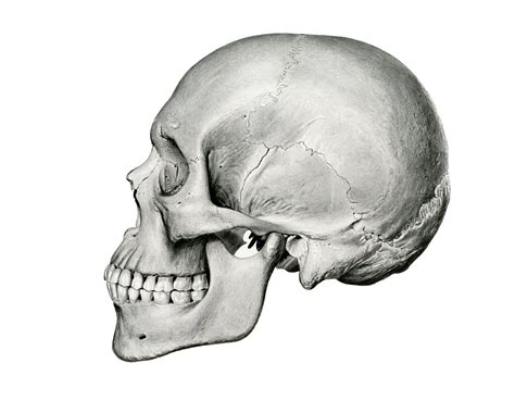 Vista Lateral Del Cráneo Humano German School