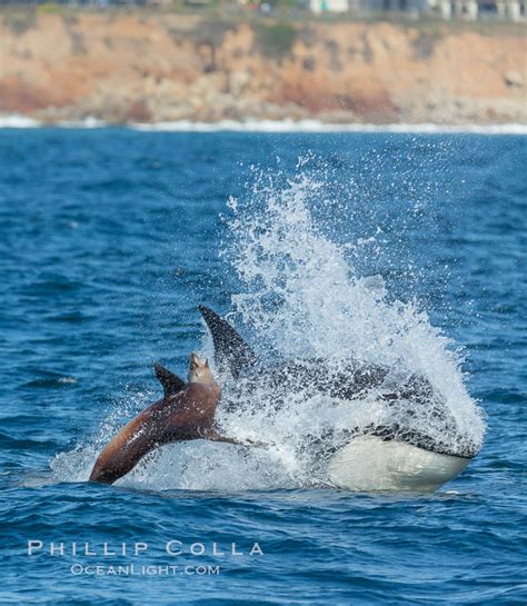 Killer Whale Orca Attacking Sea Lion Orcinus Orca Palos Verdes
