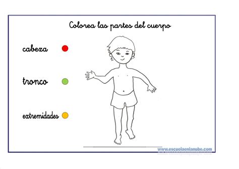 Fichas Del Cuerpo Humano Educación Infantil Y Primaria