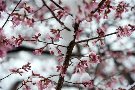 Five Myths About Cherry Blossoms The Washington Post