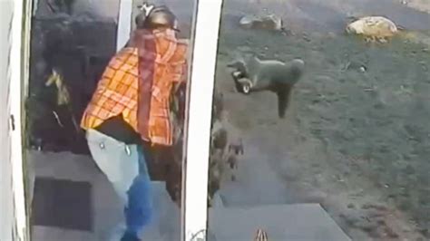 Watch Mom Save Daughter From Violent Raccoon Attack Cnn