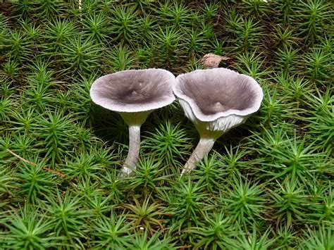 WiseAcre Gardens » Blog Archive » Grayling Mushroom