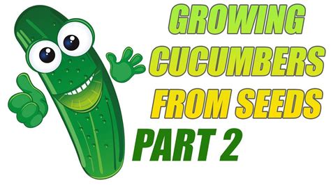 If you have previously tried growing them and it has not gone well, know that you are not alone. Growing Cucumbers From Seeds Part 2 - YouTube