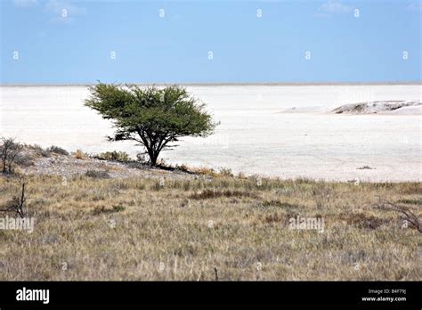Lonely Acacia Tree And Vast Etosha Pan In Background In Etosha National