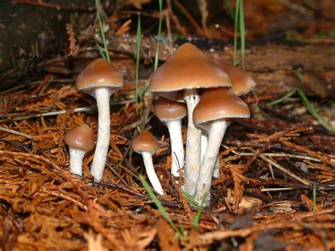 3 Little Known Ultra Powerful Psilocybin Mushrooms Jahs Pharma