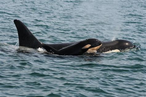 Newborn Southern Resident Orca Calf Christened L122 Was Spotted On 09