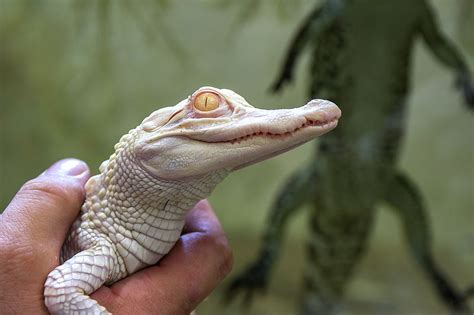 Two Albino Baby Alligator Eggs Hatch In Florida Zoo What Cause This