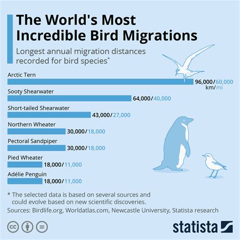 Chart The Worlds Most Incredible Bird Migrations Statista